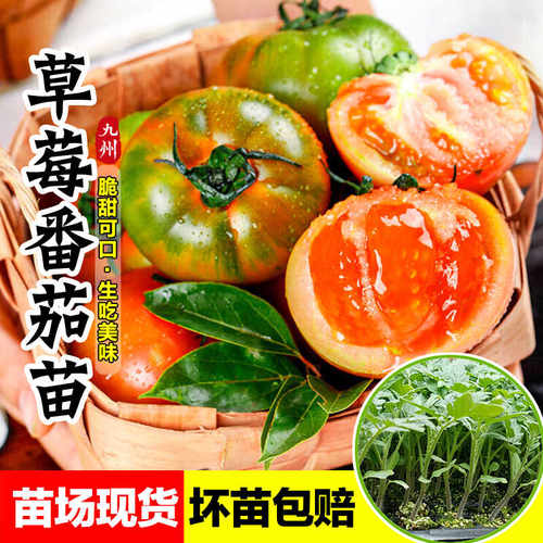草莓番茄苗秧苗水果西红柿秧子铁皮柿子苗春秋四季阳台盆栽蔬菜苗