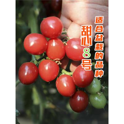 圣女果苗甜心8号西红柿种苗种籽孑子四季阳台千禧樱桃小番茄盆栽