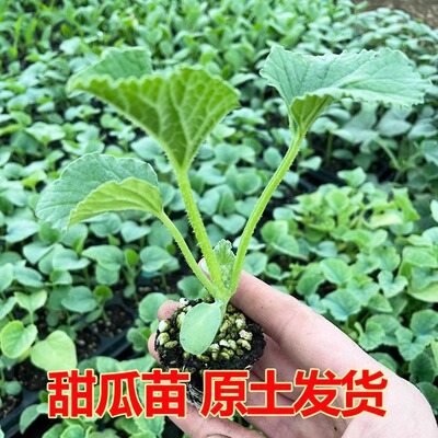 甜瓜种大全绿宝石羊角蜜小香瓜哈密瓜孑老品种四季瓜种籽种子苗秧