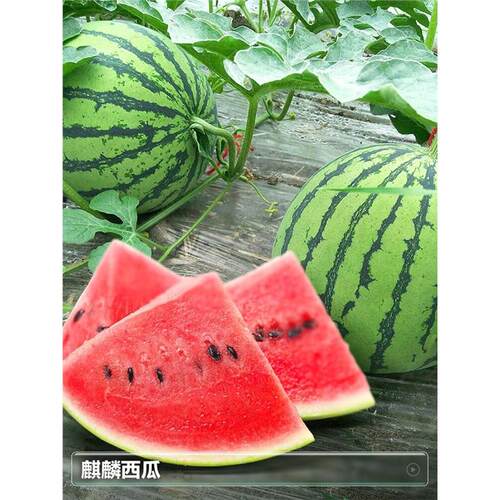 8424麒麟西瓜西瓜嫁接种植甜王瓜南方菜苗苗秧无籽西瓜苗盆栽黄心
