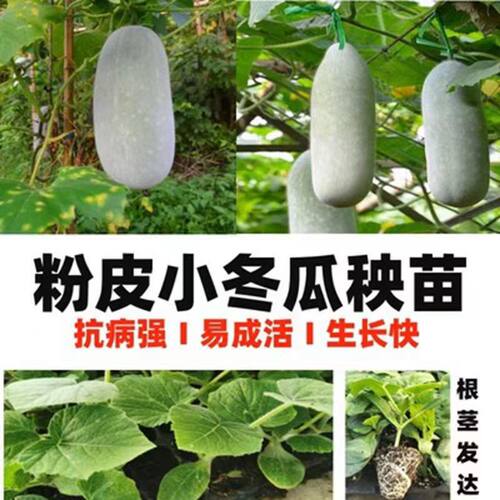 粉皮小冬瓜苗冬瓜秧苗一串铃冬瓜苗黑皮冬瓜苗绿春青皮四季阳台