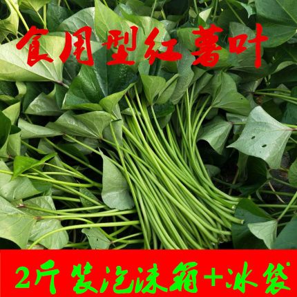 农家自种红薯叶新鲜带杆蔬菜地瓜叶番薯藤杆现摘嫩尖包邮