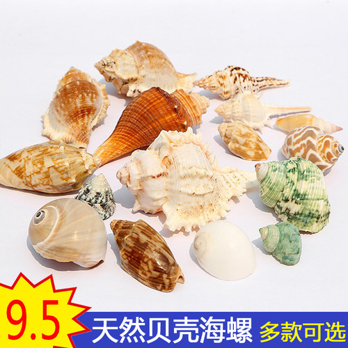 天然贝壳海螺装饰摆件儿童手工创意材料造景环境布置学生美术diy