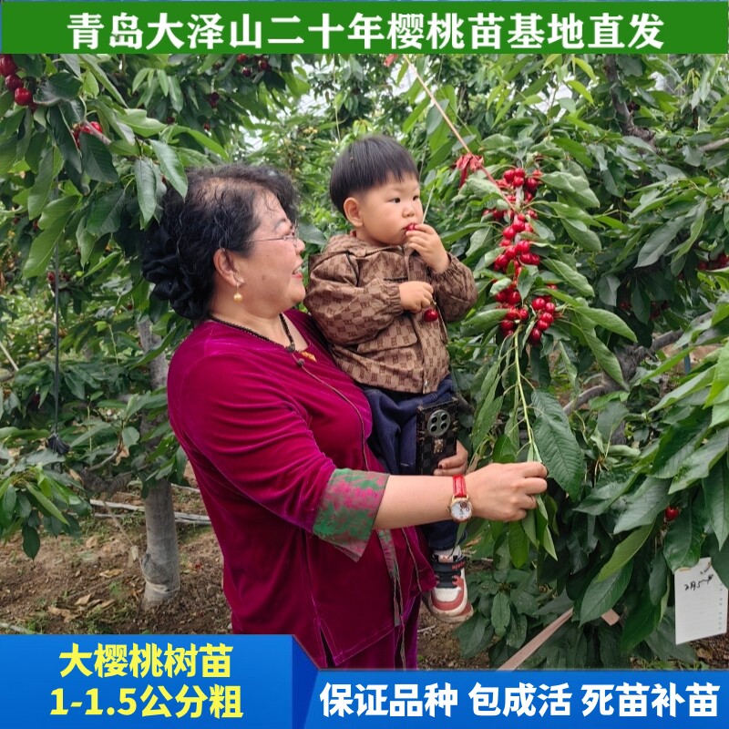 1-1.5公分车厘子苗南北方可种