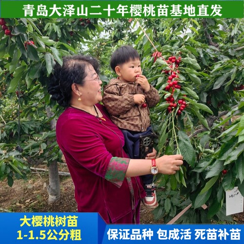 1-1.5公分车厘子苗南北方可种