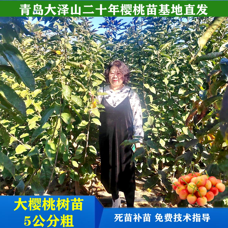 5公分大樱桃树苗盆栽地栽车厘子果树苗南北方种植山东青岛