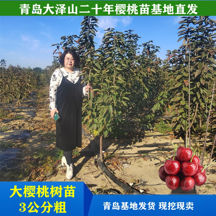 3公分大樱桃树苗南北可种