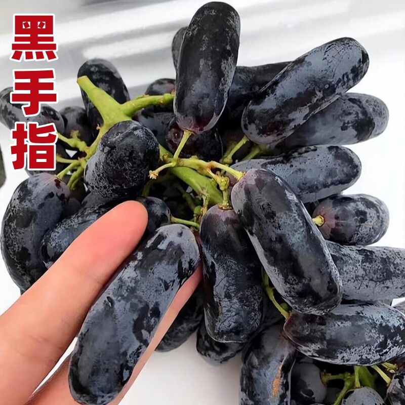 无核黑手指葡萄苗指状 糖度高 南北方种植 盆栽 地栽新品种葡萄苗