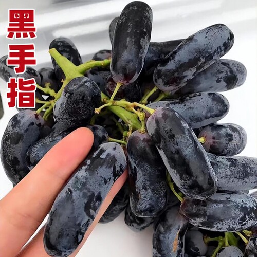 无核黑手指葡萄苗糖度高南北适栽