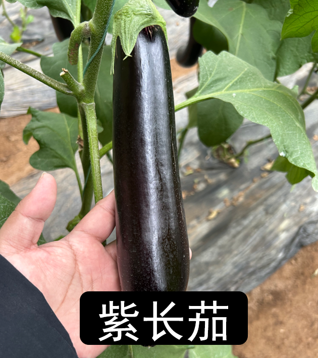 茄子苗烧烤炒菜常备家常菜紫长线茄黑圆紫灯泡青茄阳台家庭种植