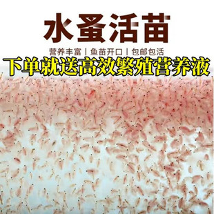 活食鱼食饲料水蚤红虫活体幼苗兰寿虱子水瘙鱼虫水卵鱼苗开口活苗
