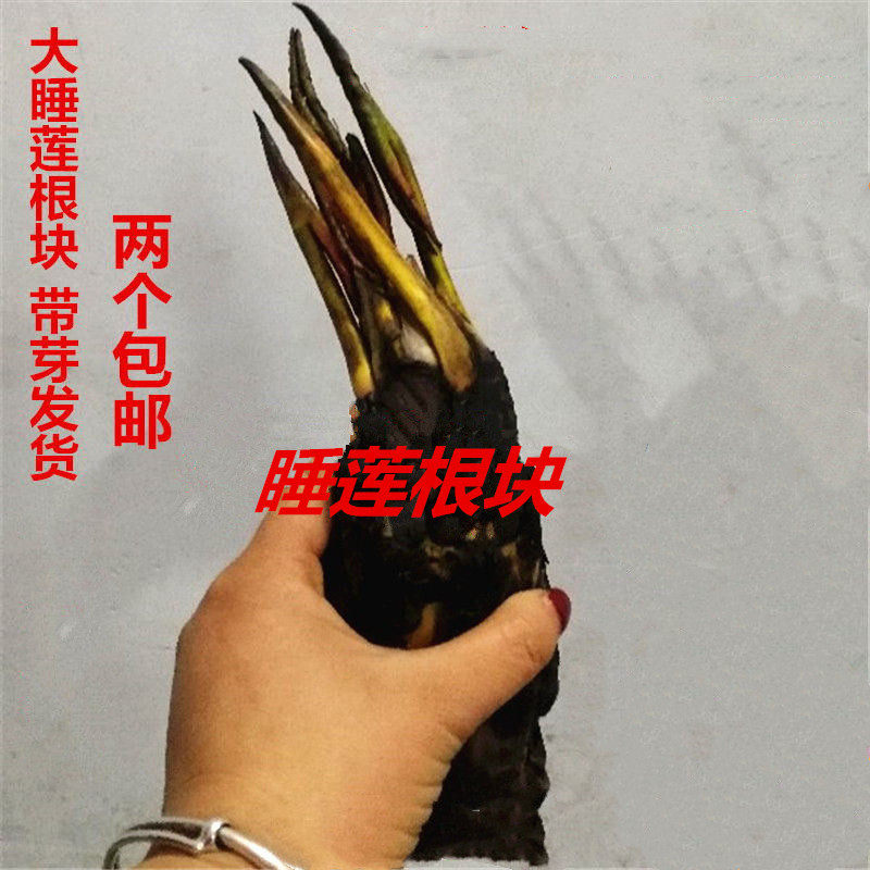 春夏热卖大睡莲根块 睡莲花根茎 水培植物池塘水池荷花睡莲种根