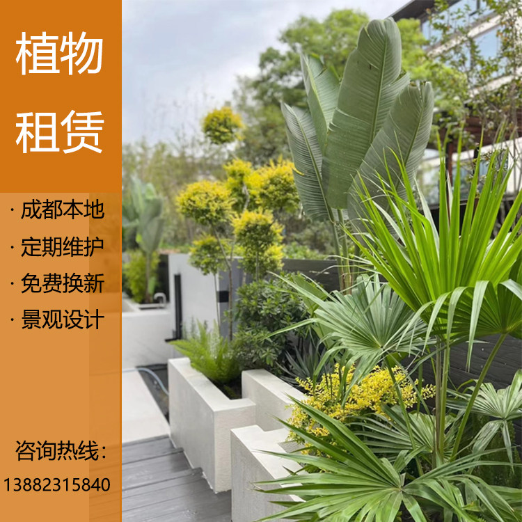 同城绿植租赁成都企业植物租摆室大型绿植/成品组合盆