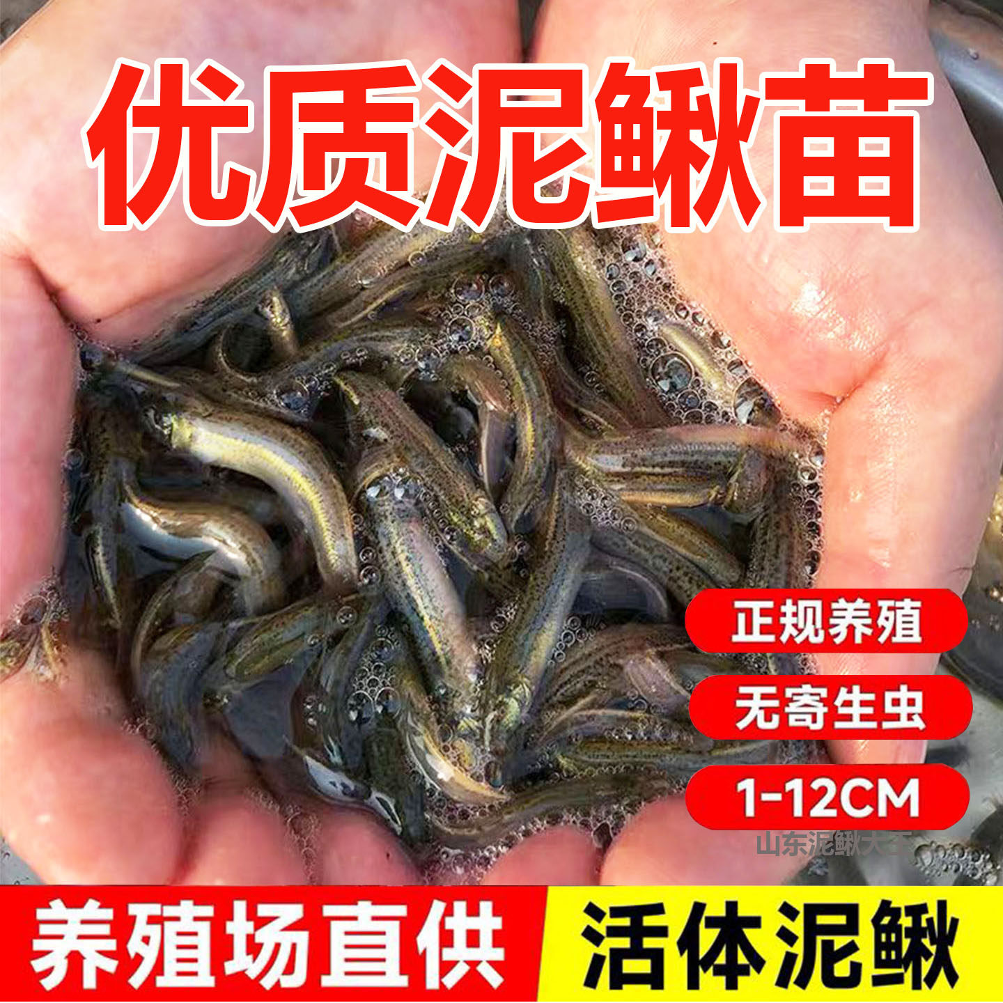 台湾小泥鳅苗鲜活苗乌龟龙鱼虎鱼草鱼黑鱼活体饲料鱼筏钓淡水鱼苗图片