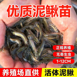 台湾小泥鳅苗鲜活苗乌龟龙鱼虎鱼草鱼黑鱼活体饲料鱼筏钓淡水鱼苗