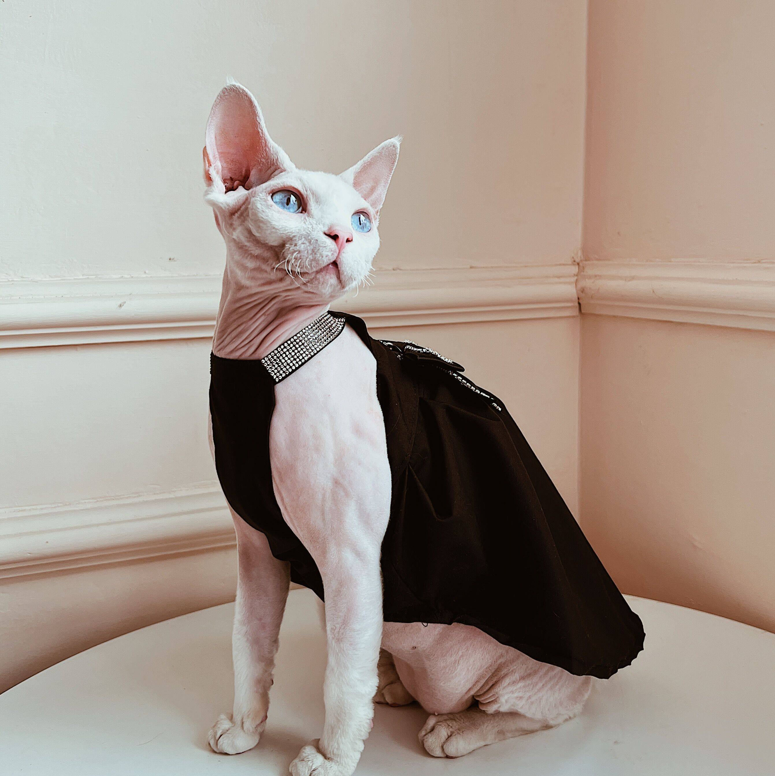 sphynx planet 斯芬克斯德文无猫毛猫衣服夏季薄裙子宠物猫咪衣服