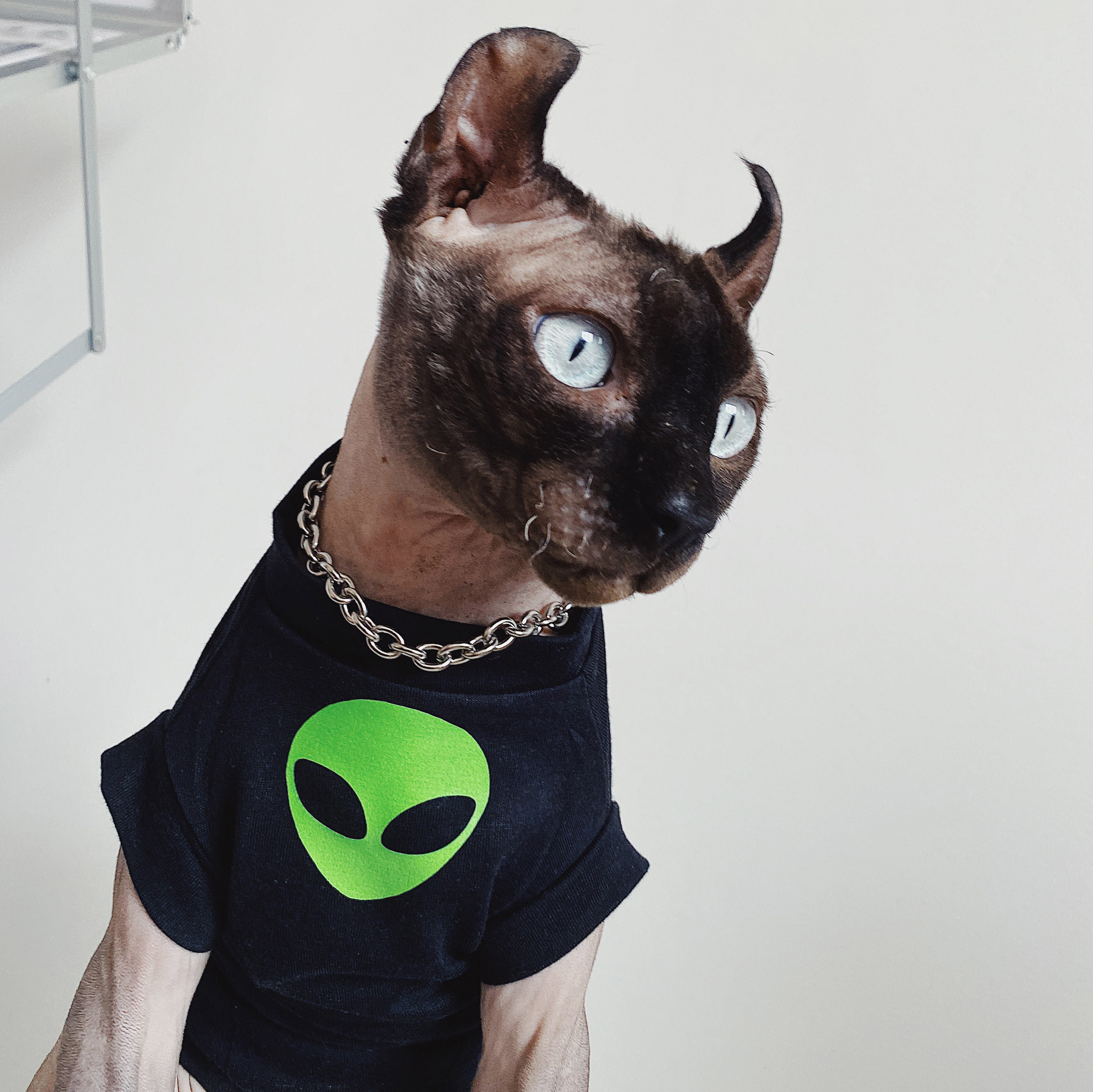 外星系列无毛猫衣服矮脚外星人图片