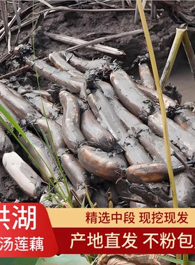 正宗洪湖煲汤粉藕现挖现发莲藕