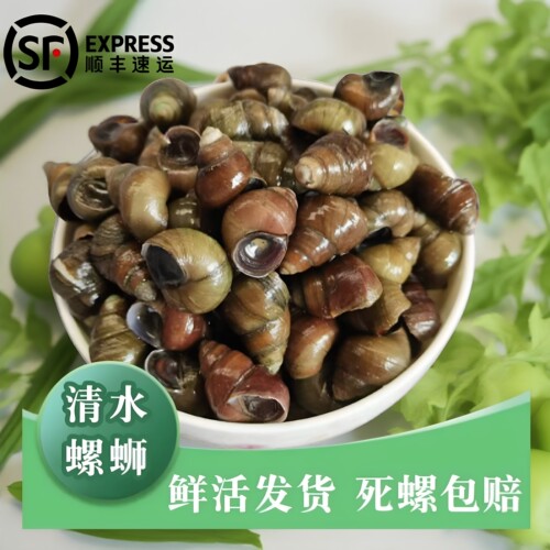 鲜活螺蛳顺丰包邮清水田螺特大个