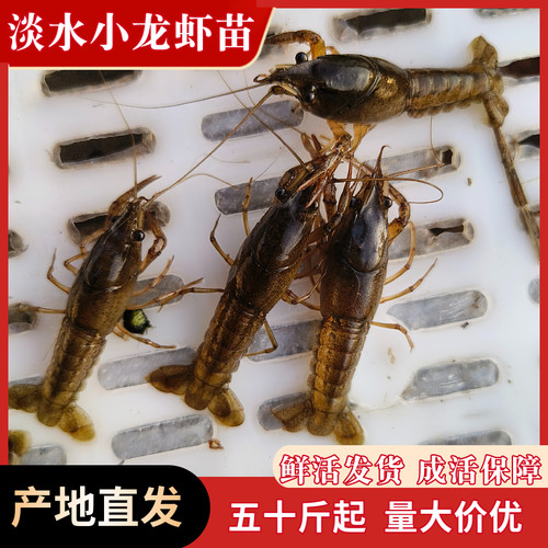 50斤淡水小龙虾苗原塘优质苗