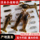 50斤淡水小龙虾苗活体苗子种虾青苗种虾苗水产优质苗培育幼苗养殖