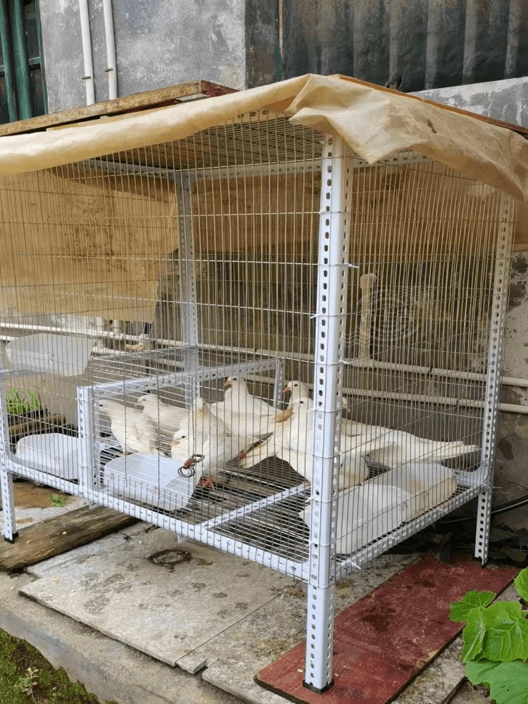 网片卷围栏钢丝网养殖网舍鸟笼镀锌铁丝网鸡鸽防护网整格栅兔笼子