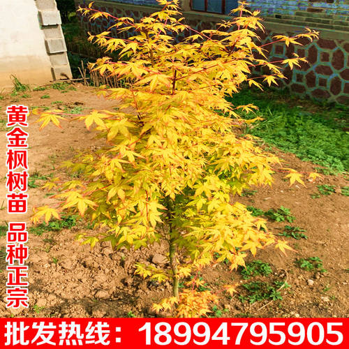 绿化苗木出售红枫树苗日本橙之梦黄金枫树苗庭院蝴蝶枫羽毛枫赤枫