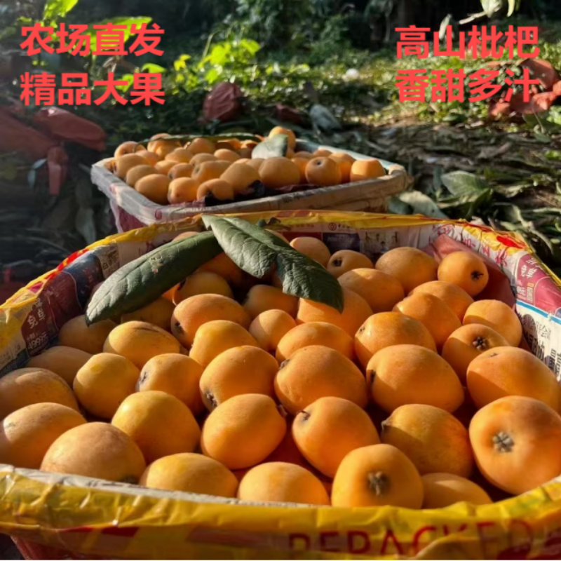正宗福建莆田枇杷现货5斤新鲜孕妇水果当季高山琵琶果甜整箱包邮