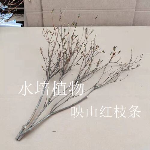 映山红耐寒不容易枯死苗子质量好