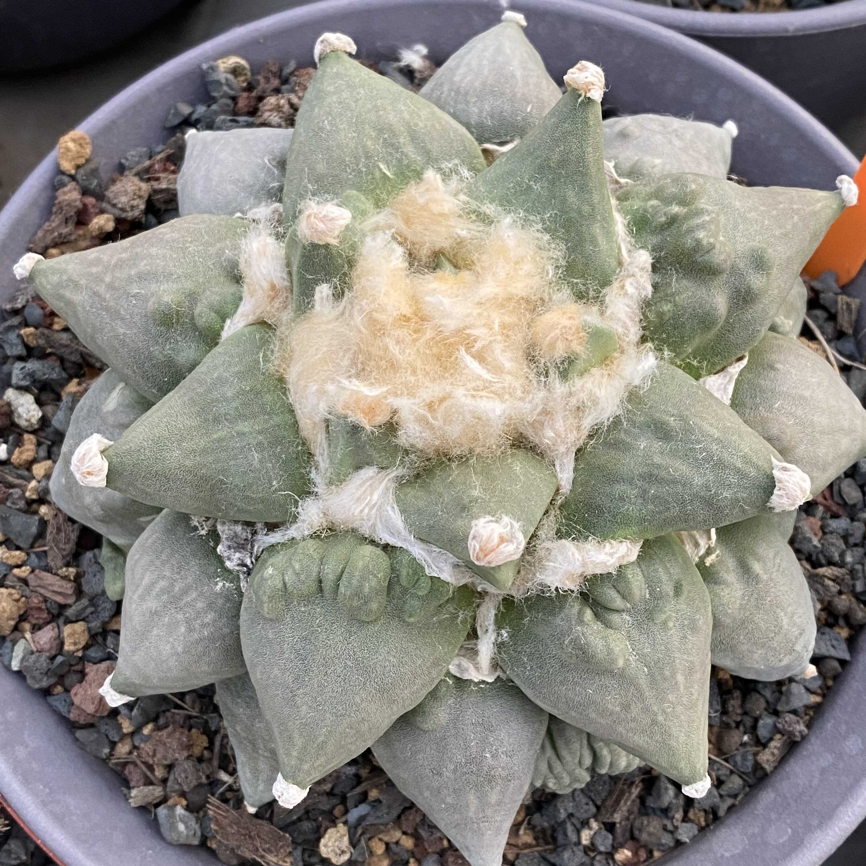 怒涛牡丹 实生 多肉植物仙人球一物一拍