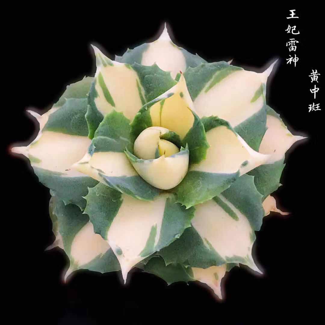 龙舌兰 王妃雷神 黄中斑龙舌兰盆栽植物 雷神锦 一物一拍