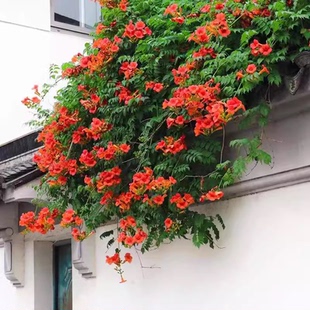 美国凌霄花苗爬藤植物大苗爬墙花树庭院攀援花卉四季开花盆栽老桩