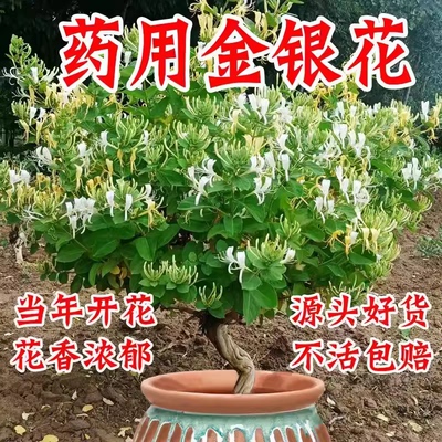 金银花树苗老桩盆栽地栽当年开花室内阳台花卉爬藤树形植物 绿 植