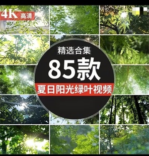 4K夏日阳光透过树叶森林空境升格大自然唯美清新绿叶实拍视频素材