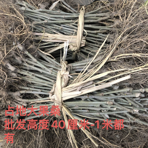 无籽果桑苗桑葚树苗桑树苗台湾