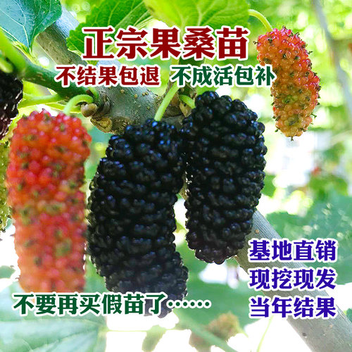 桑葚树苗无籽大十台湾长果果桑苗桑椹苗桑葚苗地栽盆栽占地果树苗