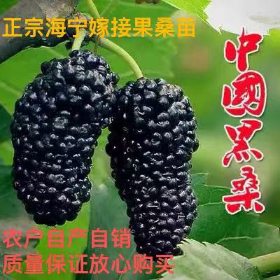 桑葚树苗果桑苗无籽台湾四季嫁接