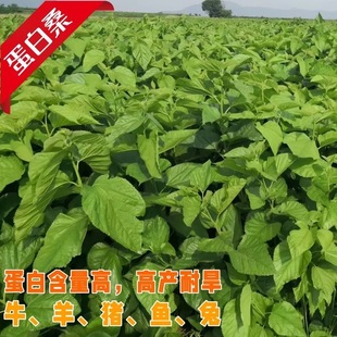 蛋白桑鸡鸭鹅牛羊饲料桑桑树苗实生桑苗杂交桑占地树苗防沙树苗