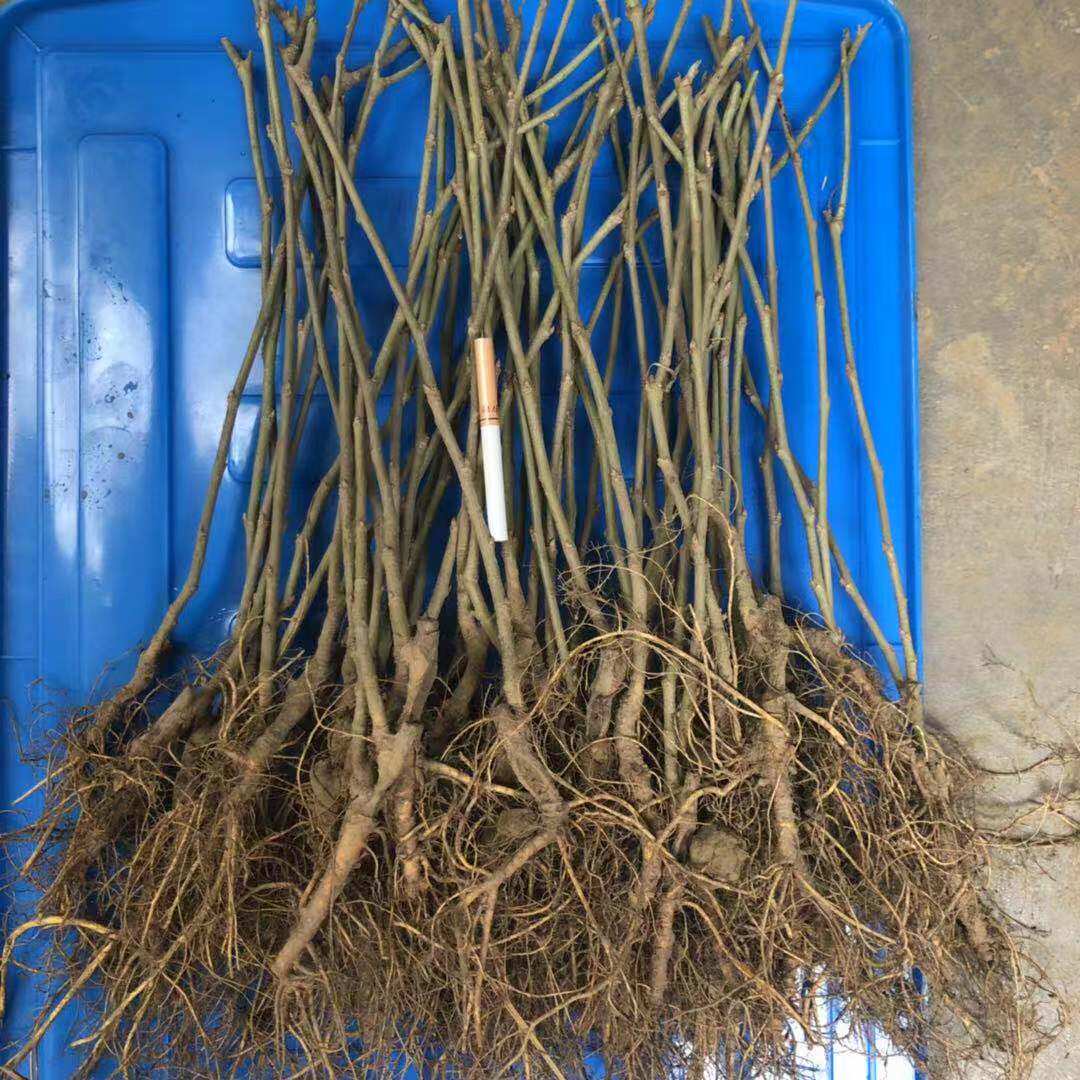 无籽大十果桑苗桑葚树苗桑树苗桑葚苗台湾长果果树占地桑果树