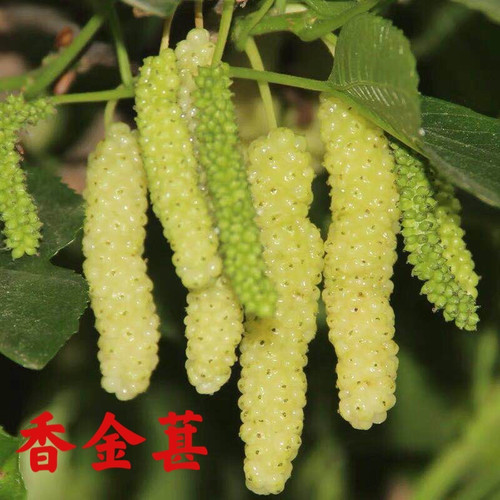 香金果桑苗长果桑树苗桑葚