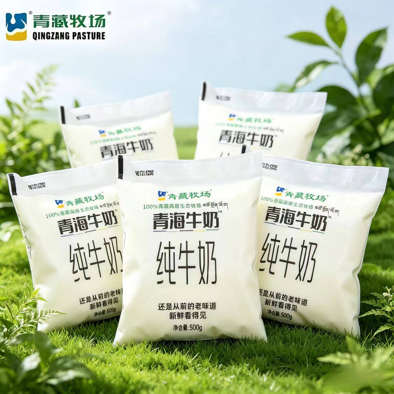 青海牛奶青藏牧场高原奶源生态牧场1斤/袋纯牛奶早餐营养奶