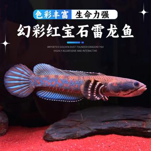 幻彩红蓝宝石雷龙黄嘴幻蓝苗黄金眼镜蛇热带鱼观赏鱼淡水鱼宠物鱼