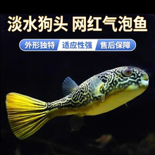 皇冠狗头 红圆点狗头 活体观赏鱼 网红气泡鱼 淡水河豚鱼中大型鱼