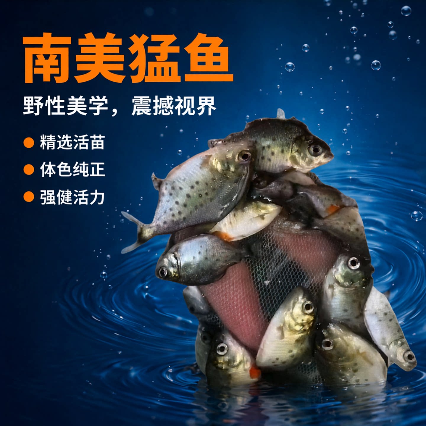 南美亚马孙红文鱼活热带鱼淡水凶猛宠物观赏鱼活苗肉食性猛鱼红鲳