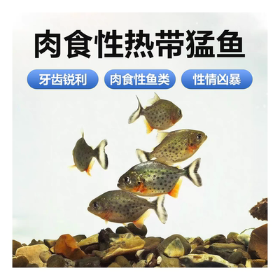 南美亚马孙红文鱼活体观赏鱼