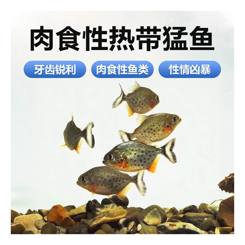 南美亚马孙红文鱼活体观赏鱼
