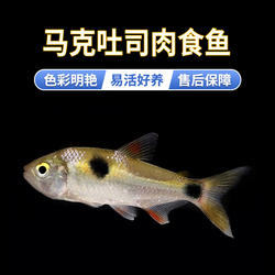 马克吐司肉食性野鱼活体凶猛互动好猛鱼观赏鱼热带群游型小型鱼