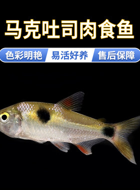 凶猛小型鱼观赏鱼肉食性马克土司