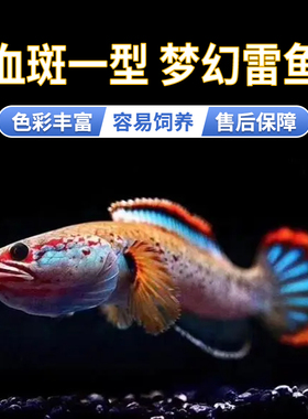 血斑雷龙1型 血一雷龙 血斑一型 梦幻冰火雷龙发色漂亮凶猛小型鱼