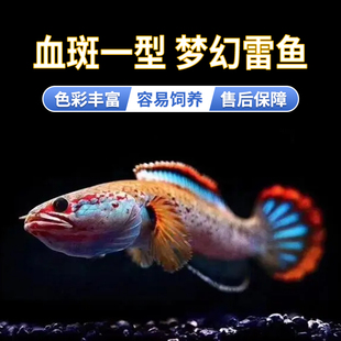 血斑雷龙1型 血一雷龙 血斑一型 梦幻冰火雷龙发色漂亮凶猛小型鱼